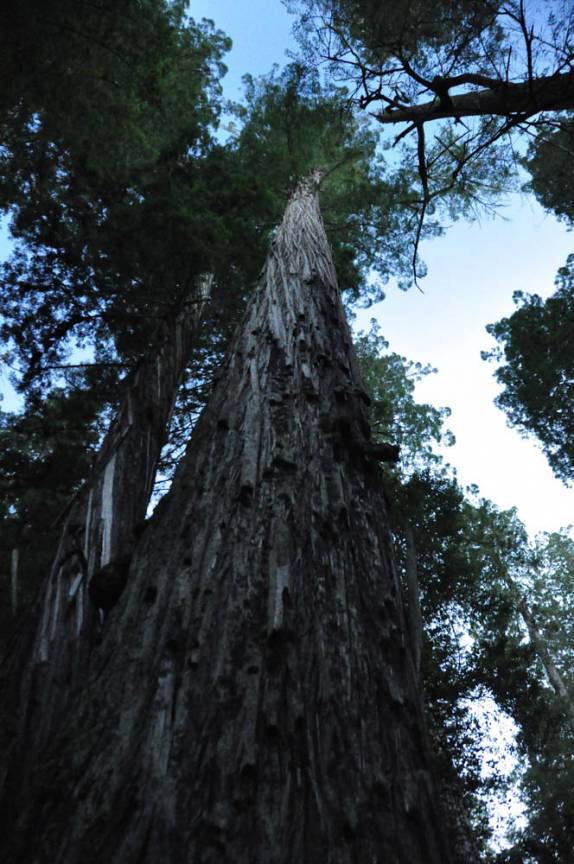 Um magnífico exemplar de Redwood, no Redwood National Park, no norte da Califórnia, nos Estados Unidos